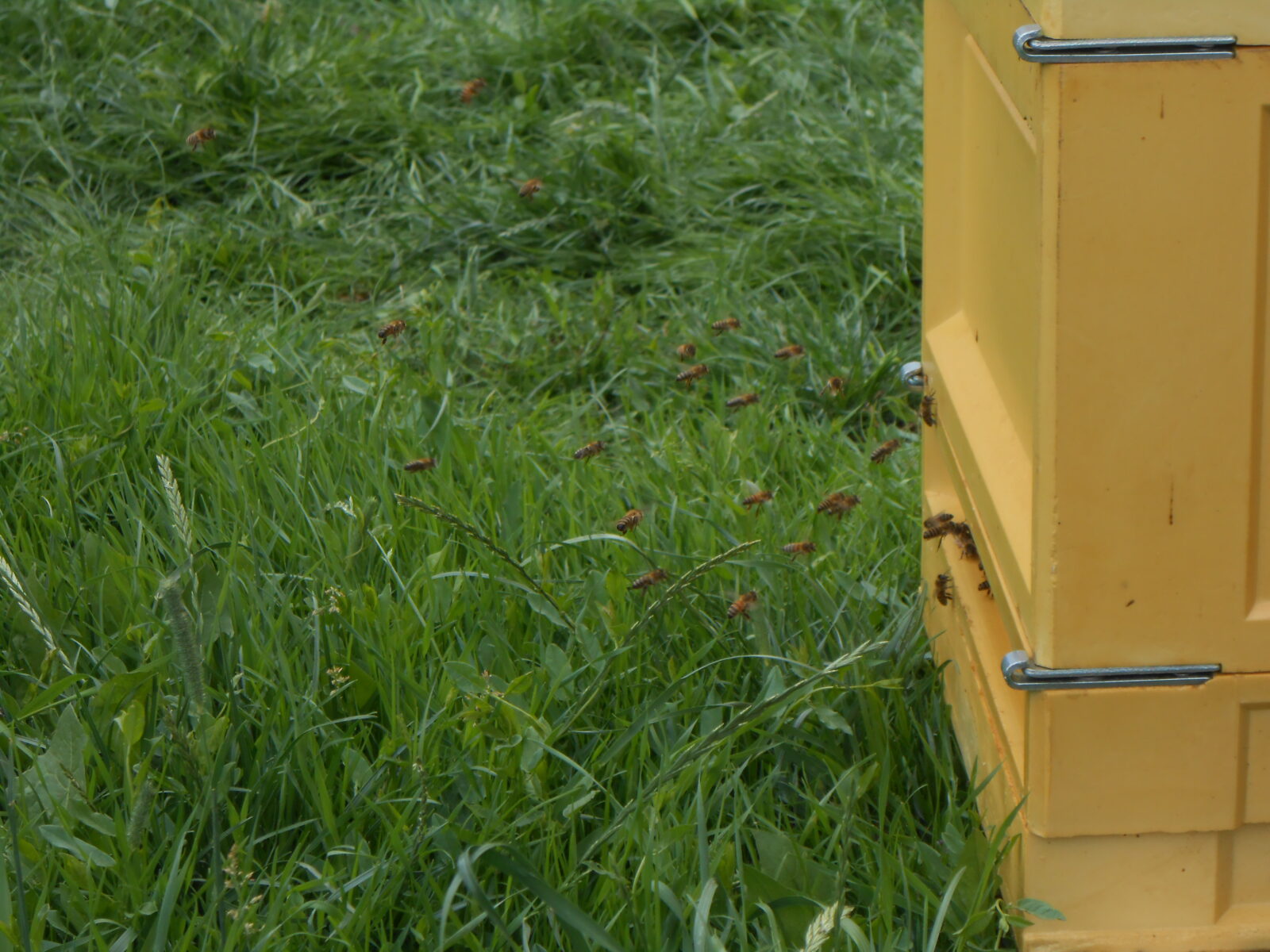 Der Entdecker-Samstag: “Kommt mit ins Land der Honigbienen”